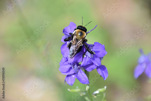 Bee Pollinating Gorgeous Purple Flower Blossoms in the Spring © dejavudesigns