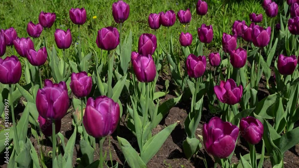 Passing over a flowerbed with magenta tulips. Passing over a flowerbed with magenta tulips.