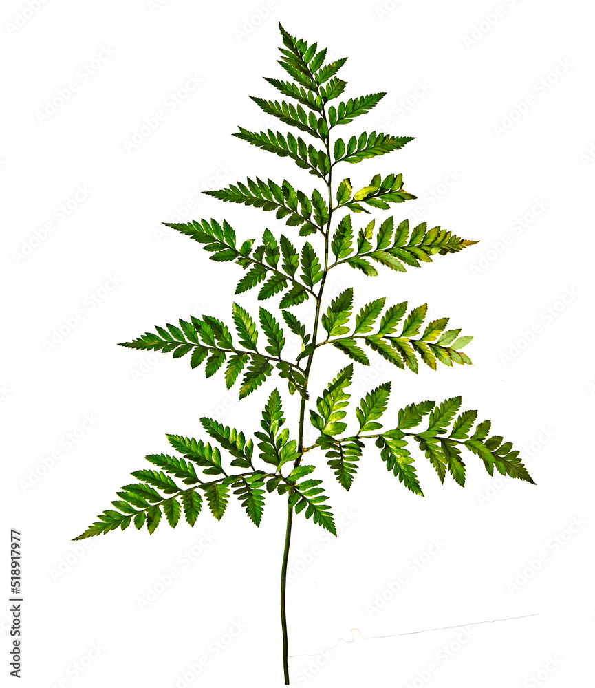 Sapling isolated on white background Sapling isolated on white background
