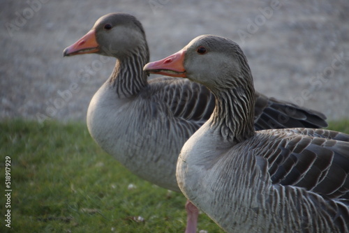 greylag goose in the park © Laiotz