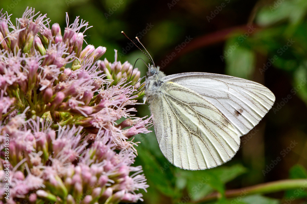 Rapsweißling, Grünader-Weißling // Green-veined white (Pieris napi) Rapsweißling, Grünader-Weißling // Green-veined white (Pieris napi)
