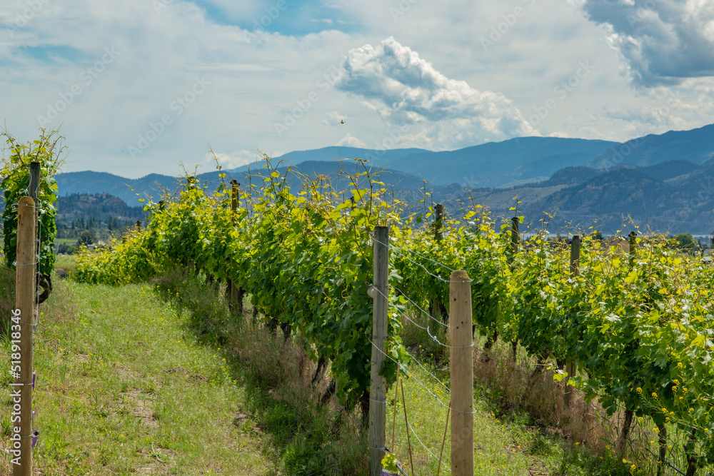 Vineyards in the Okanagan Valley British Columbia Canada