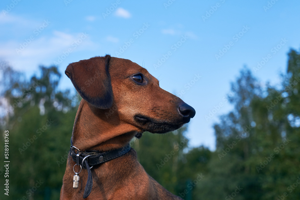 Head of red dachshund close up. Portrait of a dog on a background of blue sky