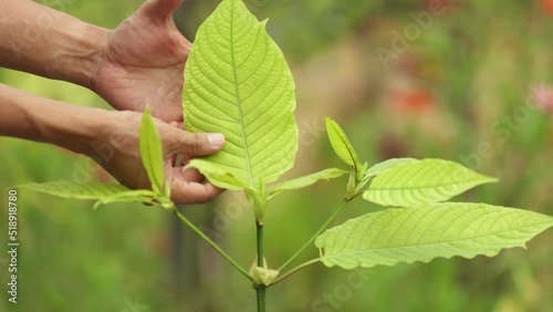 Man's hand caring for hut leaves in the outdoor garden Growing with green leaves. Kratom leaves are medicinal herbs. Chewed or boiled to drink to nourish and cure diseases.