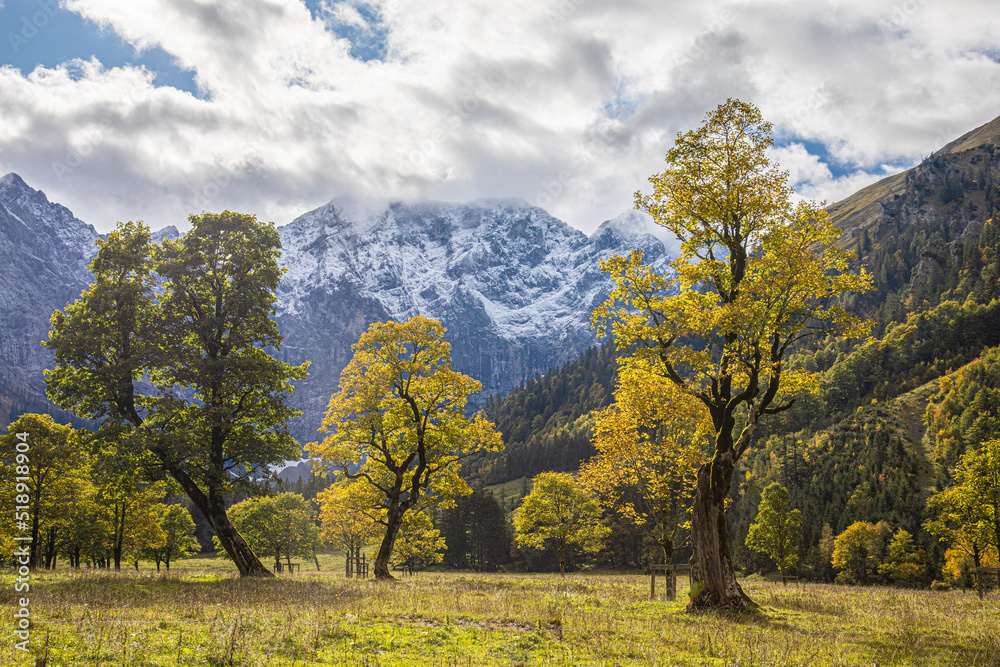 Naklejka premium Autumn maple tree with sunlights Karwendel mountain with the first snow