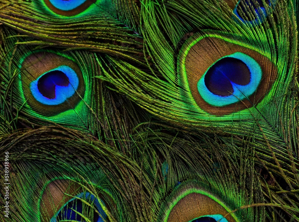 Fototapeta premium Peacock feather. Peafowl feather. Bird feather. Abstract background. Janmashtami background. Mor pankh. Feather. Wallpaper.