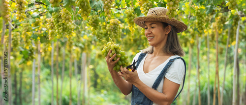 Asian woman farmer harvesting ripe green grapes in vineyard