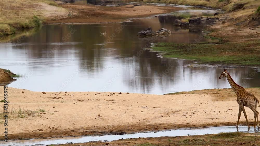Giraffe walking in riverbank in Kruger National park, South Africa ; Specie Giraffa camelopardalis family of Giraffidae Giraffe walking in riverbank in Kruger National park, South Africa ; Specie Giraffa camelopardalis family of Giraffidae
