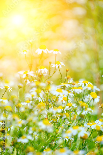 Fototapeta Naklejka Na Ścianę i Meble -  Beautiful clearing with chamomiles on sunny summer day, wildflowers.