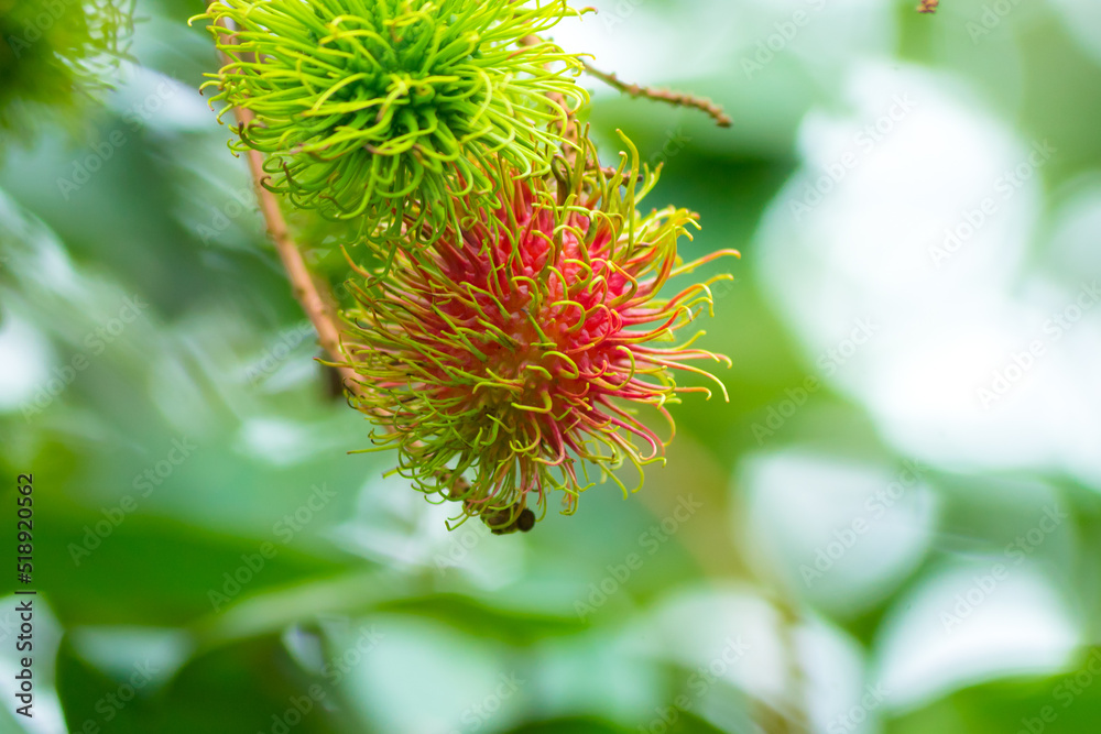 Close up of rambutan from green rambutan trees. When it is time to harvest, the rambutan will turn into a bright red color. And blur image of bokeh leaf rambutan tree green color background. Close up of rambutan from green rambutan trees. When it is time to harvest, the rambutan will turn into a bright red color. And blur image of bokeh leaf rambutan tree green color background.