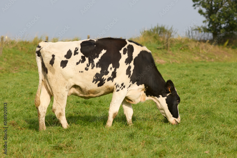 Black white cow grazing in meadow