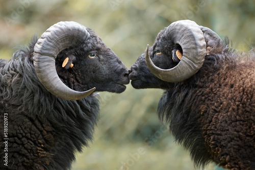 Two black male ouessant sheep touching 