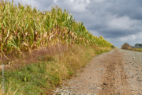 Country road with corn in Flemish Ardennes Flanders 