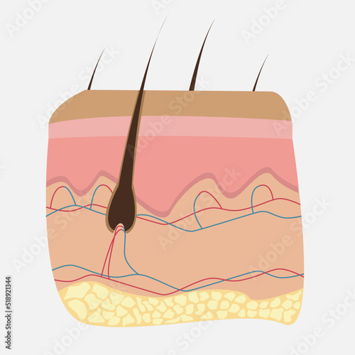 Icon of human internal organs. Icon made in growth style. Skin and hair. Vector eps illustration.