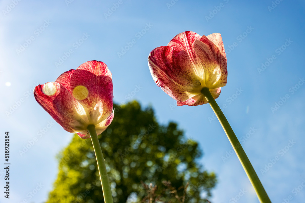 Fototapeta premium tulipano in controluce
