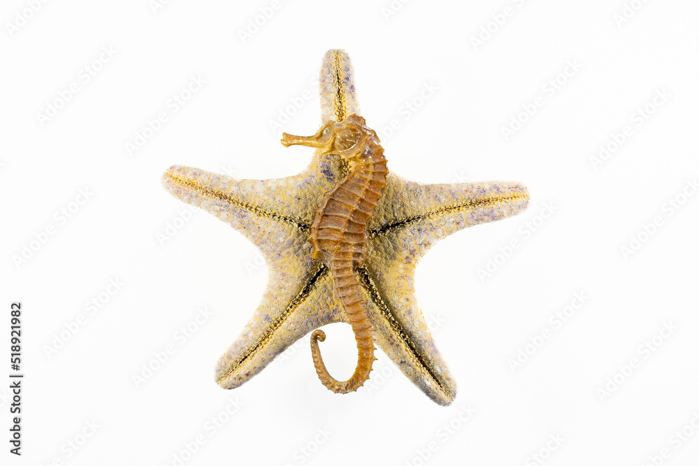 Seahorse on a starfish isolated on a white background. Flat lay, top view Seahorse on a starfish isolated on a white background. Flat lay, top view