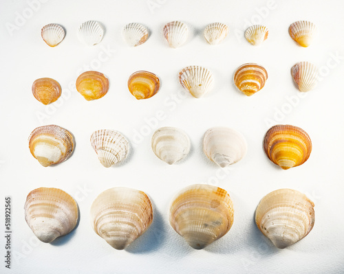 Pattern of lines of different sized seashells forming a rectangle, isolated on a white background. Flat lay, top view