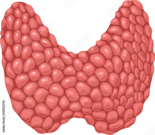 Thyroid, human internal organ of endocrine system vector illustration. Cartoon isolated two lobes of thyroid gland in neck, model with follicles for study of anatomy, diseases in endocrinology