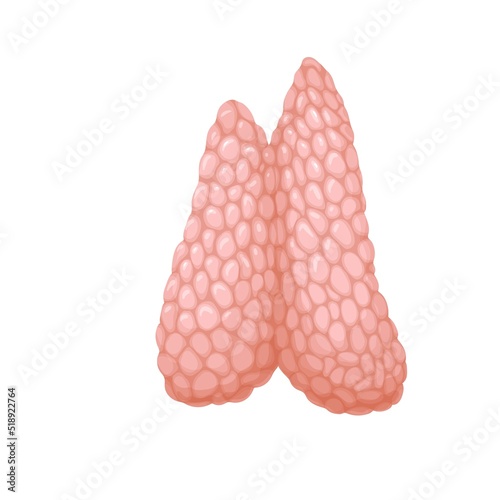 Human thymus, internal lymphoid organ of immune system vector illustration. Cartoon isolated thymus gland producing lymphocytes cells, medical model to study anatomy of body, immunology and biology photo