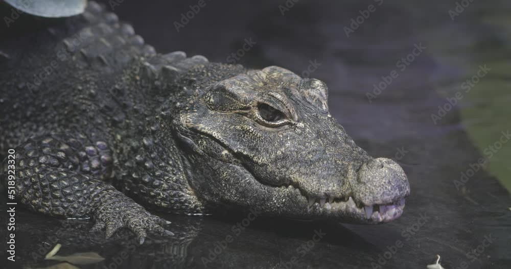 Osteolaemus tetraspis, dwarf crocodile still in the water Osteolaemus tetraspis, dwarf crocodile still in the water