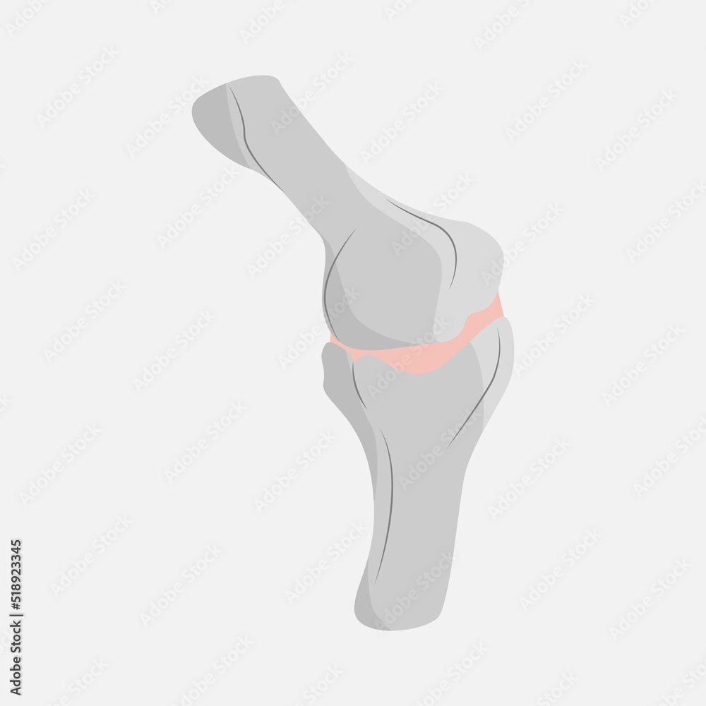 Icon bone connection on white background .Bone connection Vector illustration. Two bones join at the knees high-quality vector illustration Icon bone connection on white background .Bone connection Vector illustration. Two bones join at the knees high-quality vector illustration