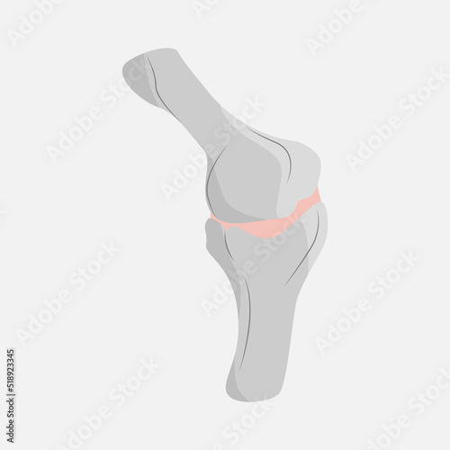 Icon bone connection on white background .Bone connection Vector illustration. Two bones join at the knees high-quality vector illustration