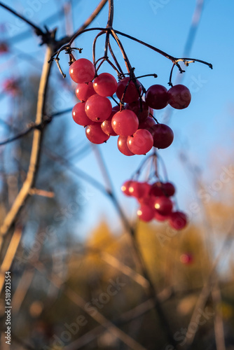 Viburnum branch with red berries against autumn tree and blue sky. Selective focus. Copy space for text