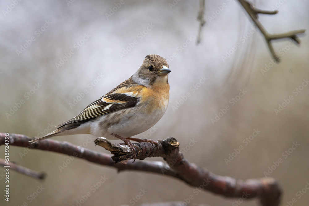 Female Brambling songbird perched on a branch Female Brambling songbird perched on a branch