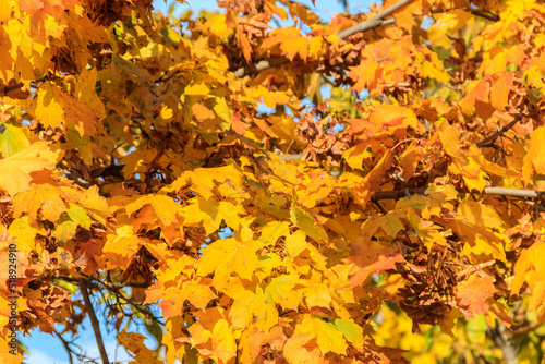 Yellow autumn leaves of maple tree close-up