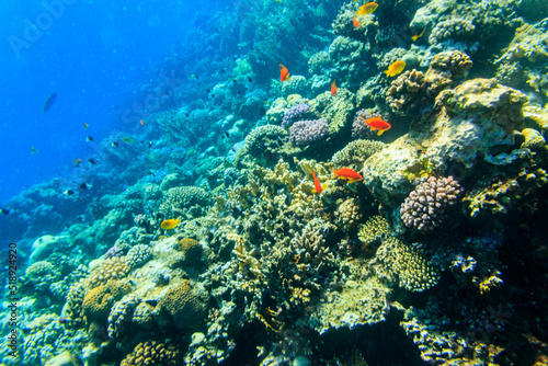 Fototapeta Naklejka Na Ścianę i Meble -  Different tropical fish at coral reef in the Red sea in Blue lagoon, Sinai peninsula in Egypt