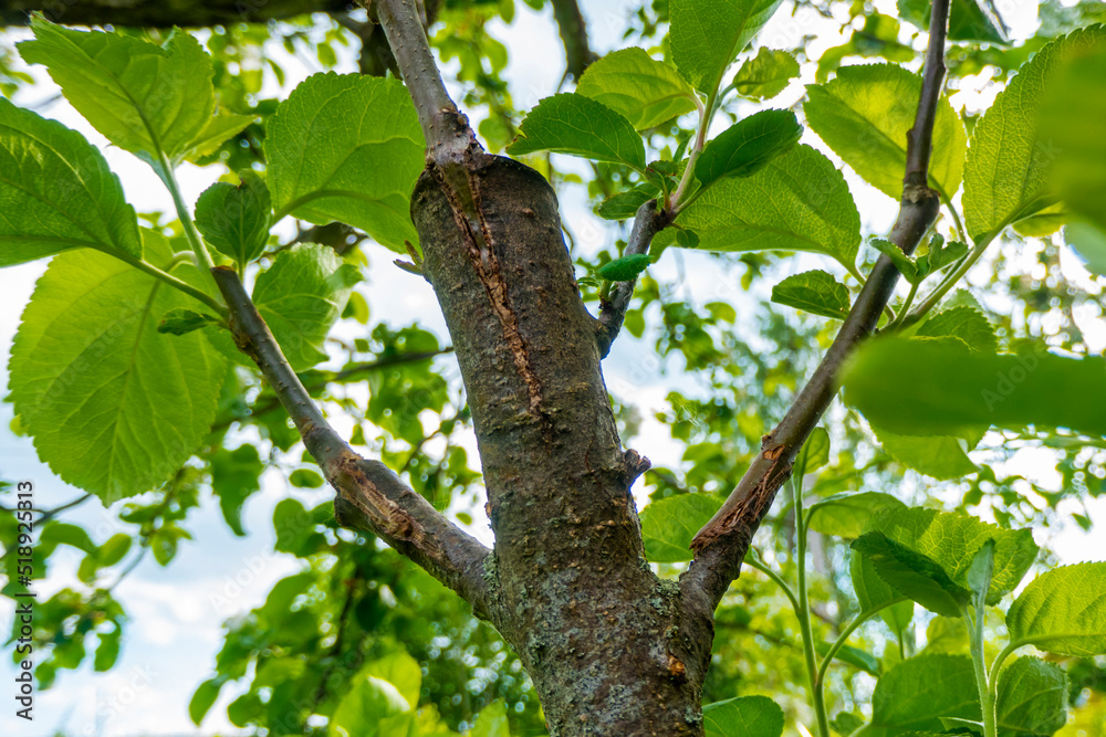 stalk overgrown with cambium, grafted on a branch of an apple tree last spring. Grafted fruit trees stalk overgrown with cambium, grafted on a branch of an apple tree last spring. Grafted fruit trees