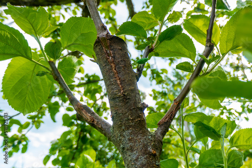 stalk overgrown with cambium, grafted on a branch of an apple tree last spring. Grafted fruit trees