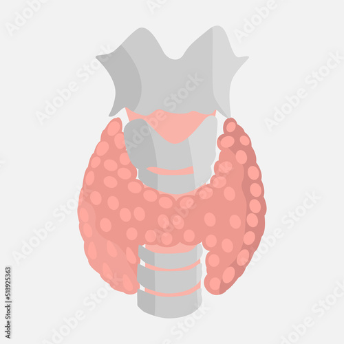 Icon of the thyroid gland on a white background. The thyroid gland of the larynx and the structure of the throat isolated. The viscera of a man. Vector eps illustration.