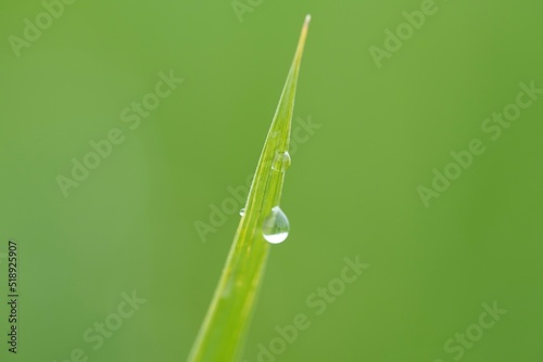 朝露の稲穂