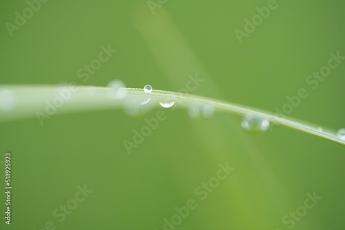 朝露の稲穂