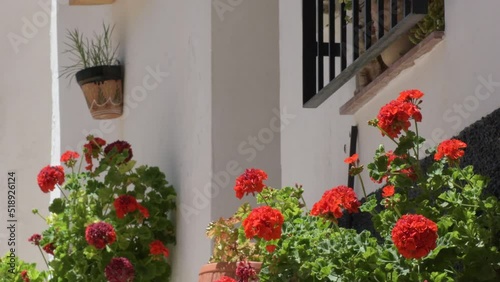 Red geraniums in a white Andalusian street photo