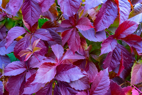 Red autumn leaves on the wall  background. Botanical background of reddened autumn leaves of wild grapes .A place for a copy of space