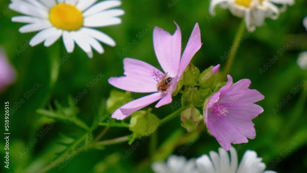 A Bee collects nectar from a flower. Honey bee working close up video footage. Apis, flying insect on a wild pink flower on a meadow background A Bee collects nectar from a flower. Honey bee working close up video footage. Apis, flying insect on a wild pink flower on a meadow background
