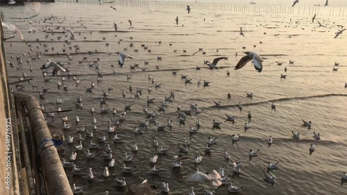 A group of seagulls are playing in the water at sunset.