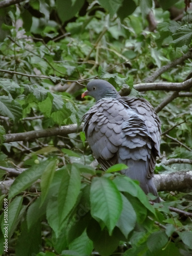 pigeon in nature