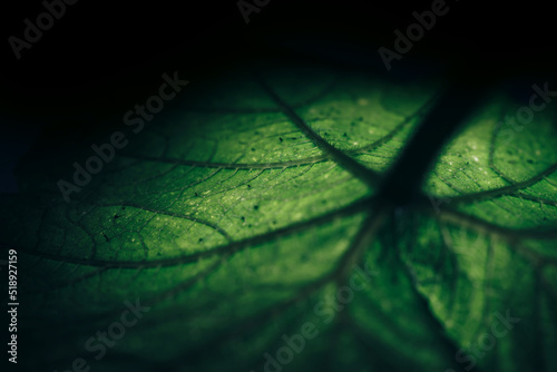 Beautiful green texture background. Cropped shot of green leaf textured. Abstract nature pattrn for design. photo