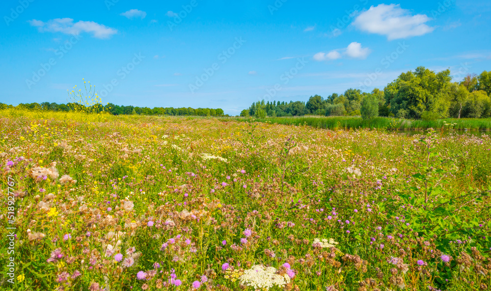 Wildflowers along a path in a field in wetland in bright sunlight under a blue sky in summer, Almere, Flevoland, Netherlands, July, 2022