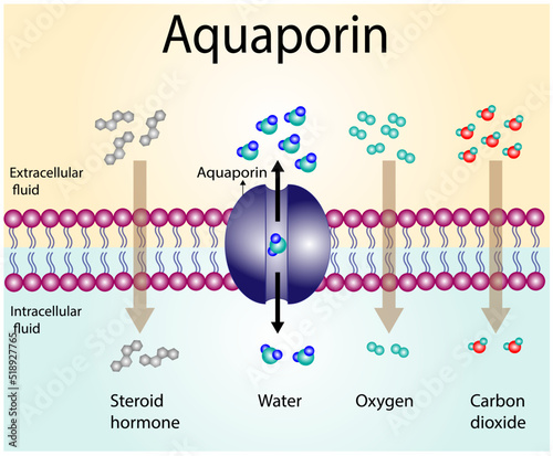Water molecules movement through of the aquaporin channel, an integral membrane proteins