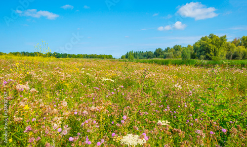 Wildflowers along a path in a field in wetland in bright sunlight under a blue sky in summer, Almere, Flevoland, Netherlands, July, 2022
