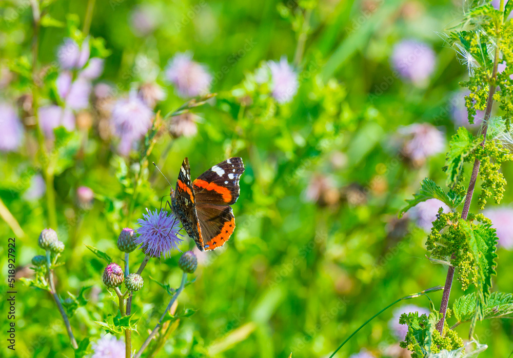 Butterfly on a flowering plant in a colorful field in wetland in bright sunlight in summer, Almere, Flevoland, The Netherlands, July, 2022 Butterfly on a flowering plant in a colorful field in wetland in bright sunlight in summer, Almere, Flevoland, The Netherlands, July, 2022