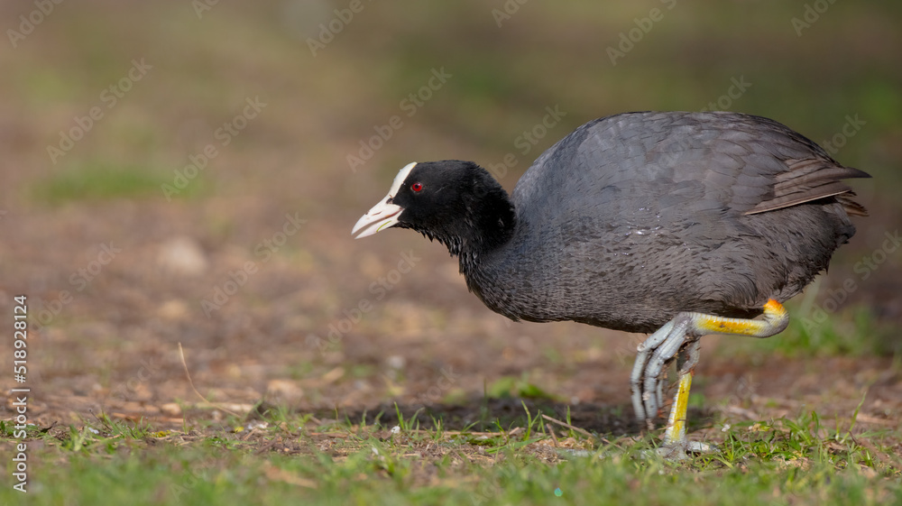Obraz premium Eurasian coot - Fulica atra - adult bird in spring