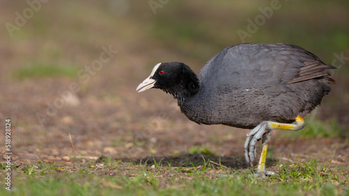 Eurasian coot - Fulica atra - adult bird in spring