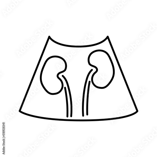 Ultrasound kidneys color line illustration