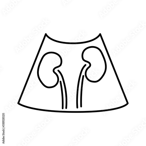 Lung kidneys color line illustration