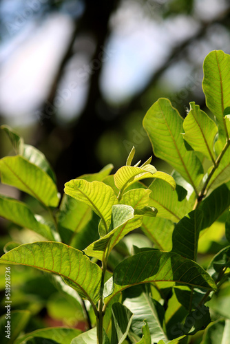 Close-up view of Common Guava leaves.
